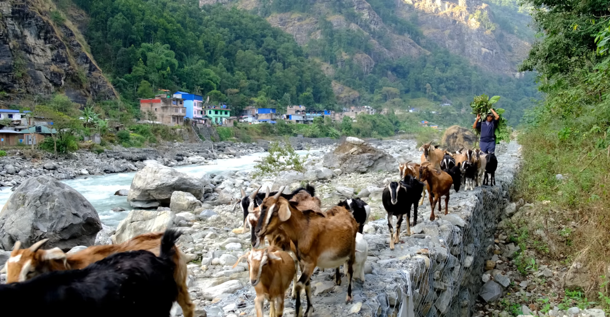 Local farmer with goats on a mountain trail during the Manaslu Circuit trek