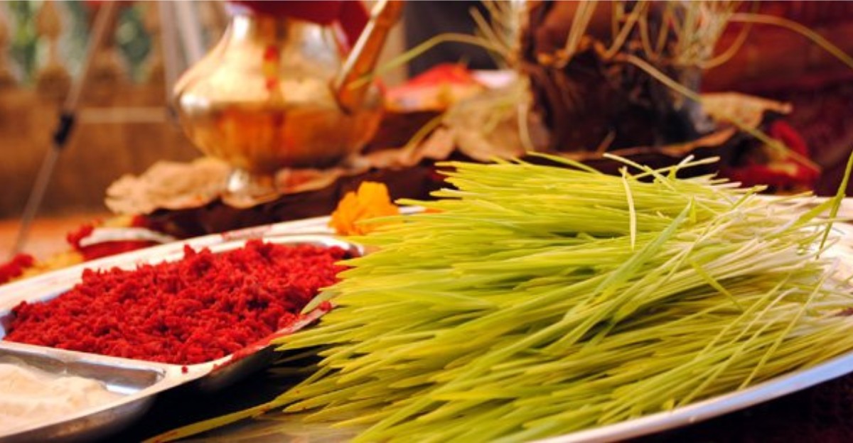 Fresh yellow jamara shoots and red tika powder arranged on a traditional brass plate for Dashain celebrations